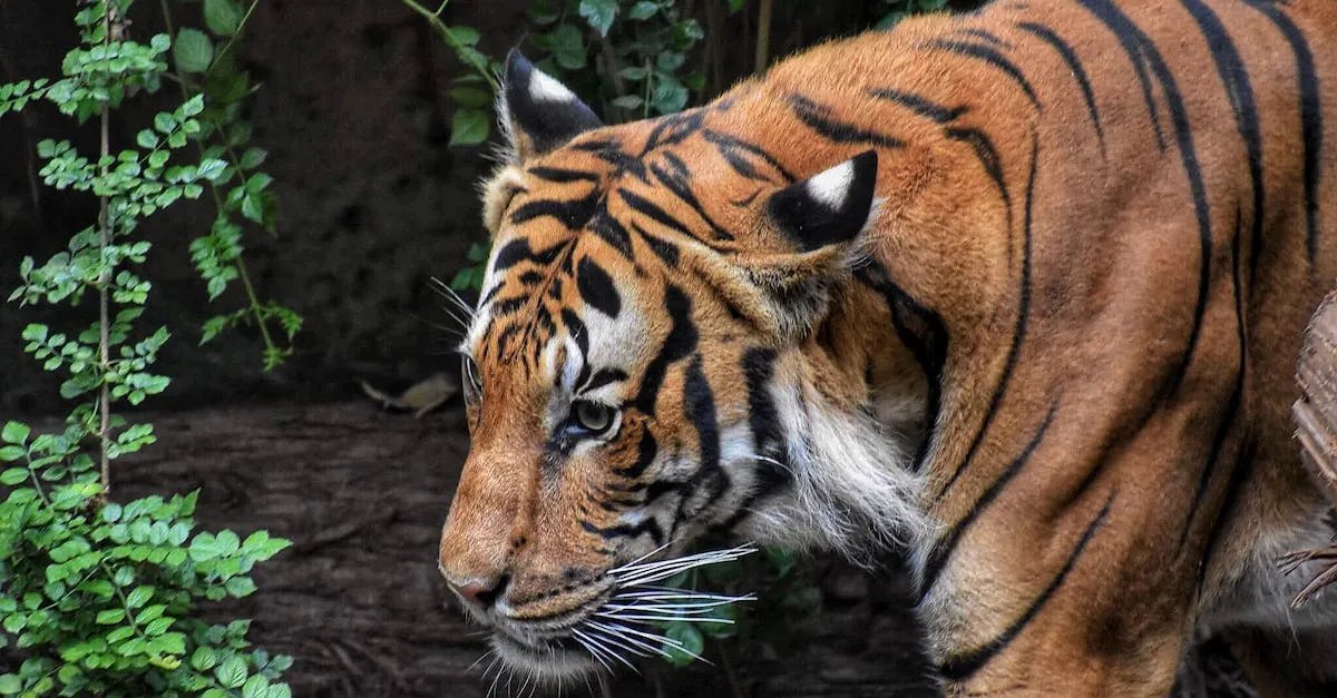 Can You Legally Own A Tiger In Florida? Examining The Laws Eye And Pen