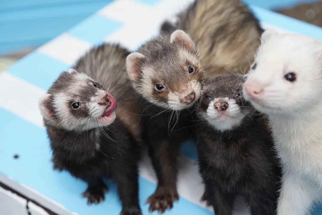 Where To Buy Ferrets In California Stores, Breeders, Shelters, And
