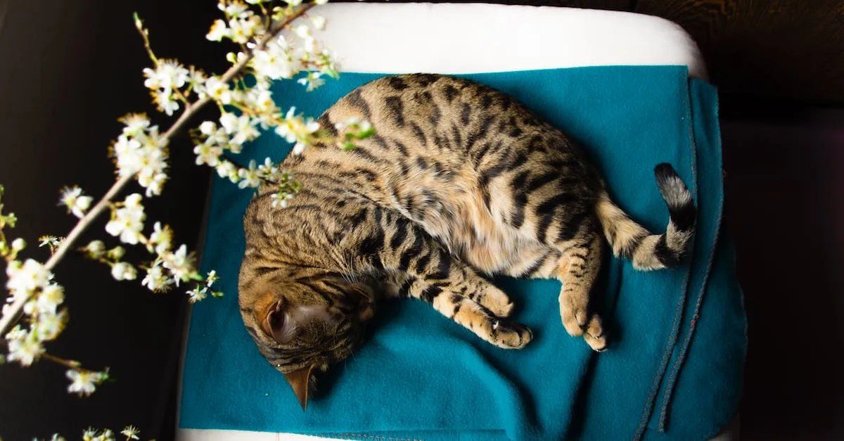 Bengal Cat Price In California What To Expect Eye And Pen
