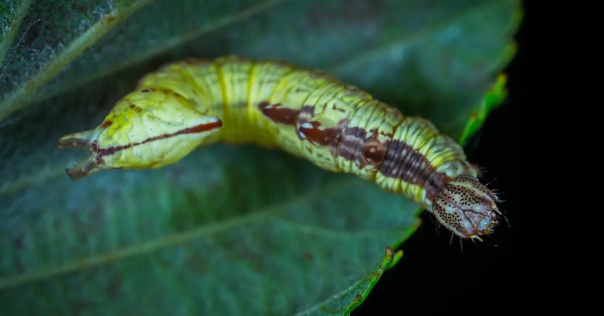 A Guide To Common Bugs And Insects Found In Los Angeles Eye And Pen