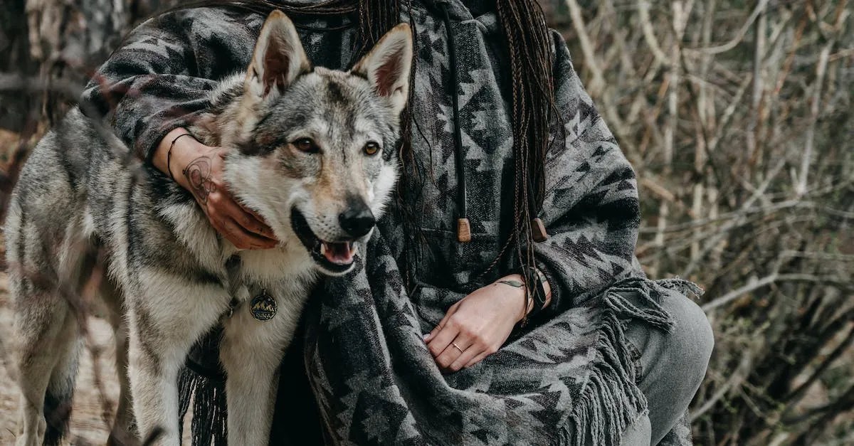 Are Wolf Dogs Legal In California? Eye And Pen