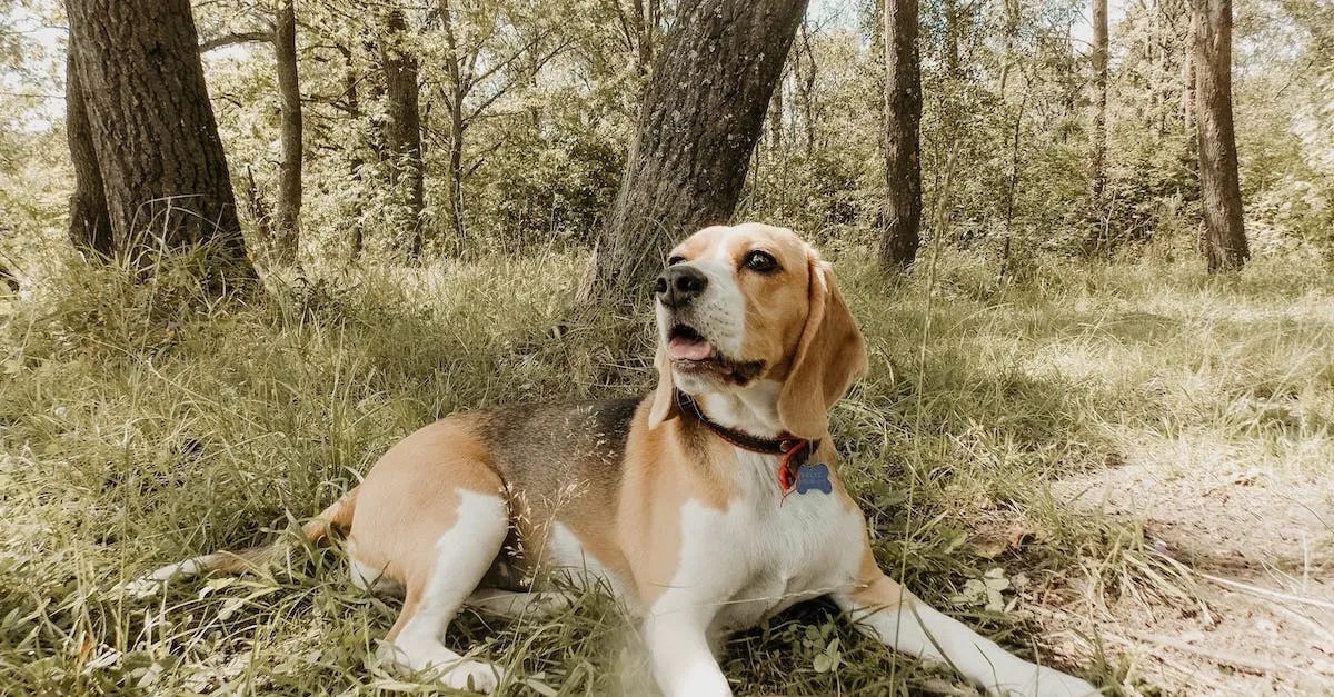 Texas A&M Dog And Cat Cataract Surgery Costs What To Expect Eye And Pen