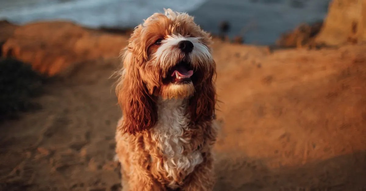 Legal Pets In California Laws And Regulations For Animal Ownership Eye And Pen