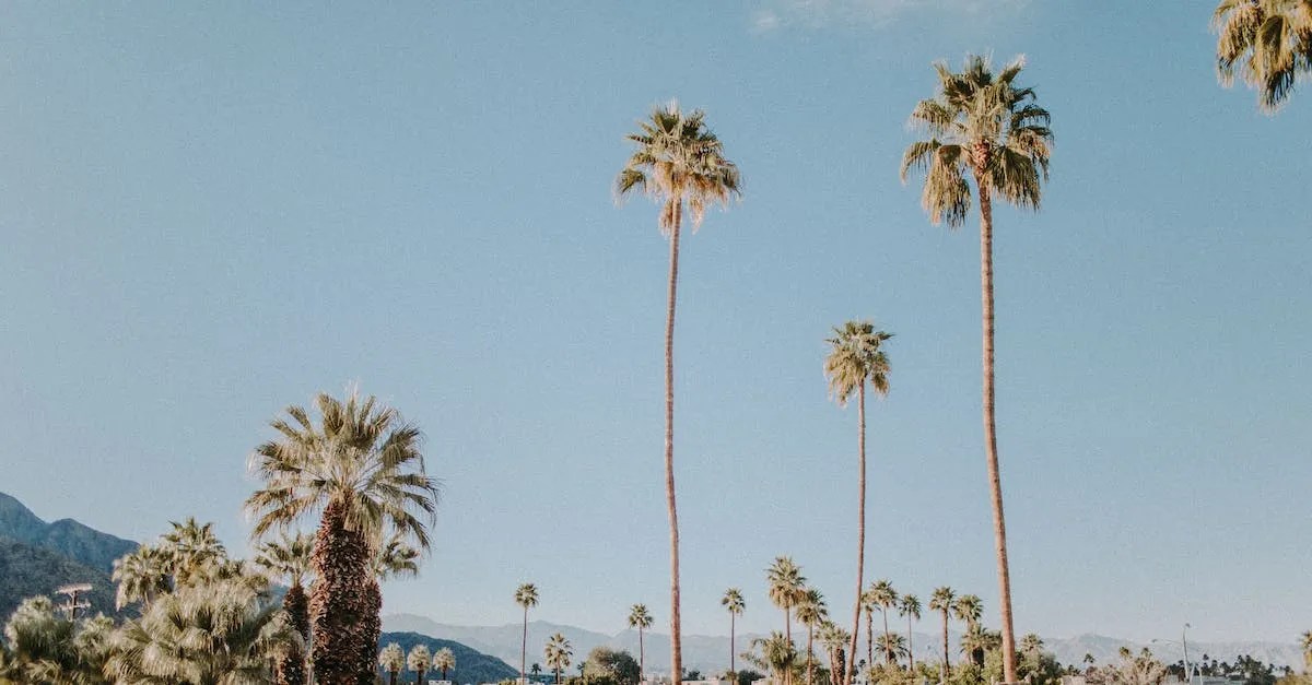 Reaching For The Skies Exploring California'S Tallest Palm Trees Eye
