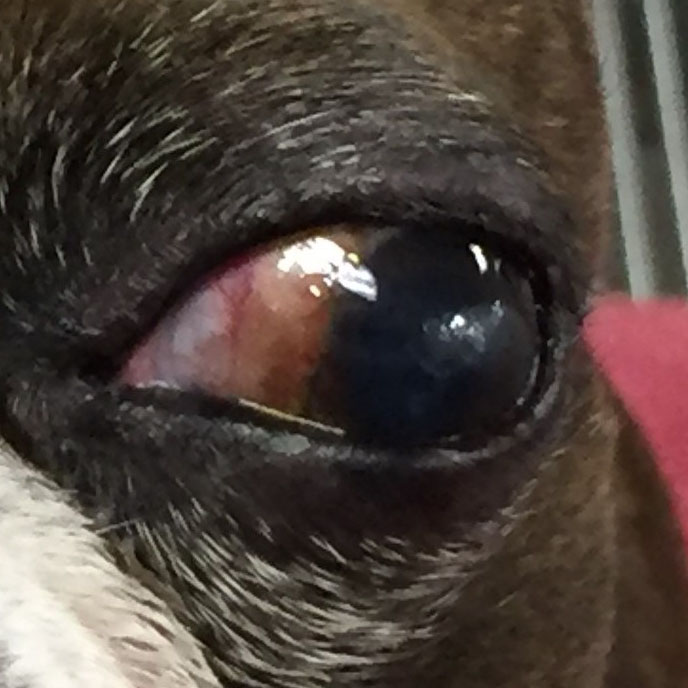 Veterinary Services in Tulsa & Oklahoma City, OK Animal Eye Clinic