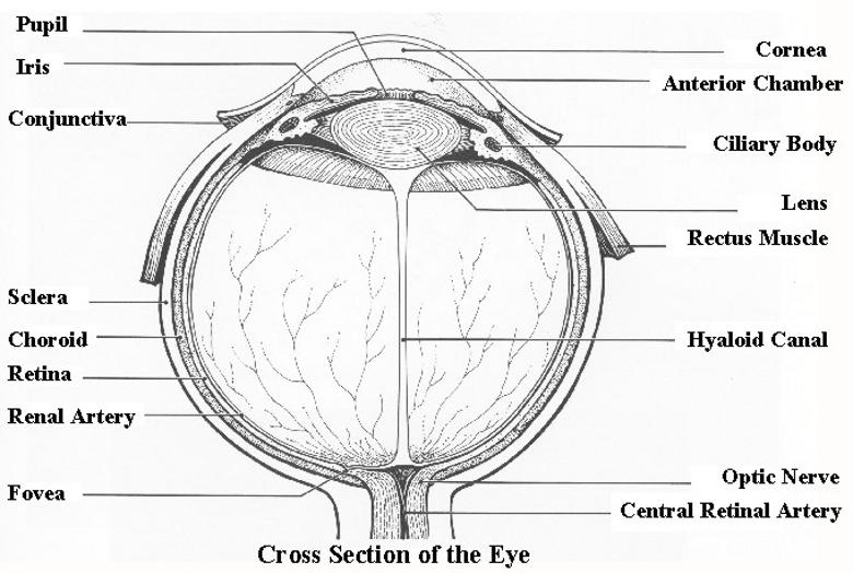 eyech6a.html