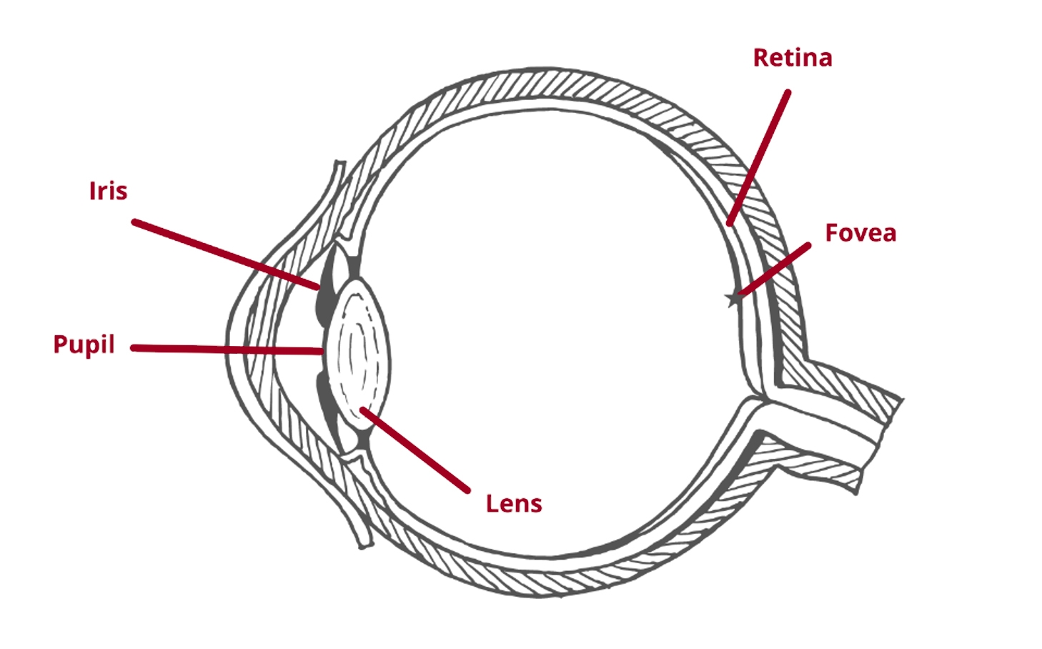 EyeLogic Blog Facts about Fixations and Saccades