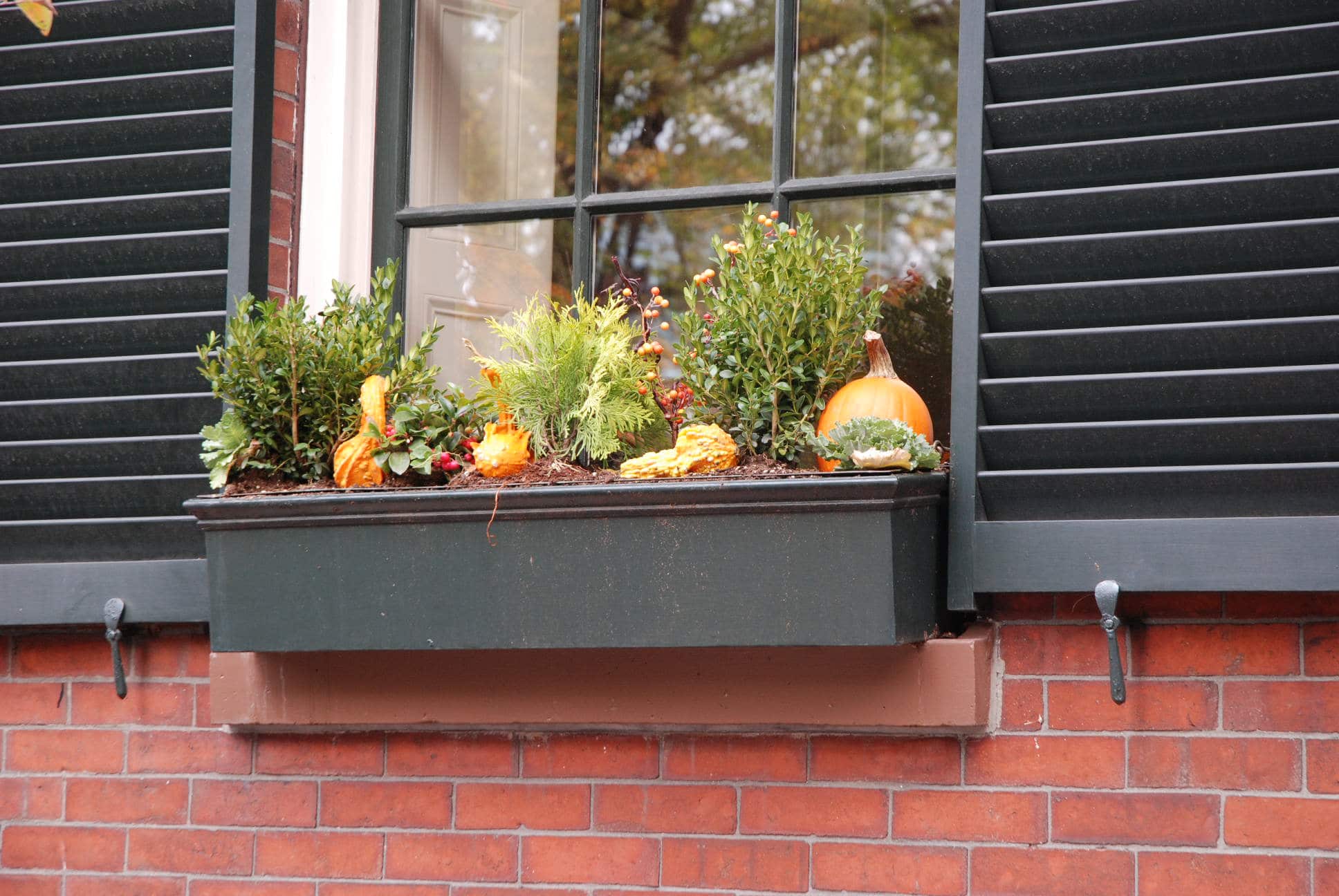 Your Garden In A Window Box Eye of the Day Garden Design Center
