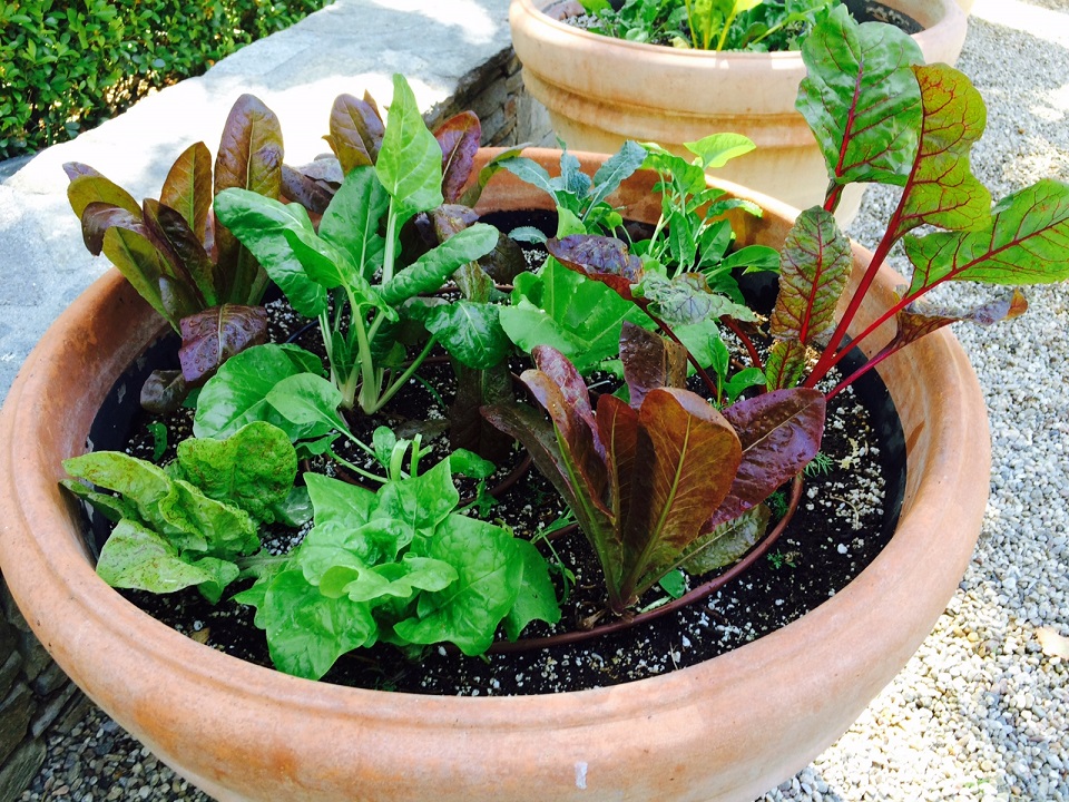 Tips for Successful Edible Gardening by The Conscious Garden Eye of