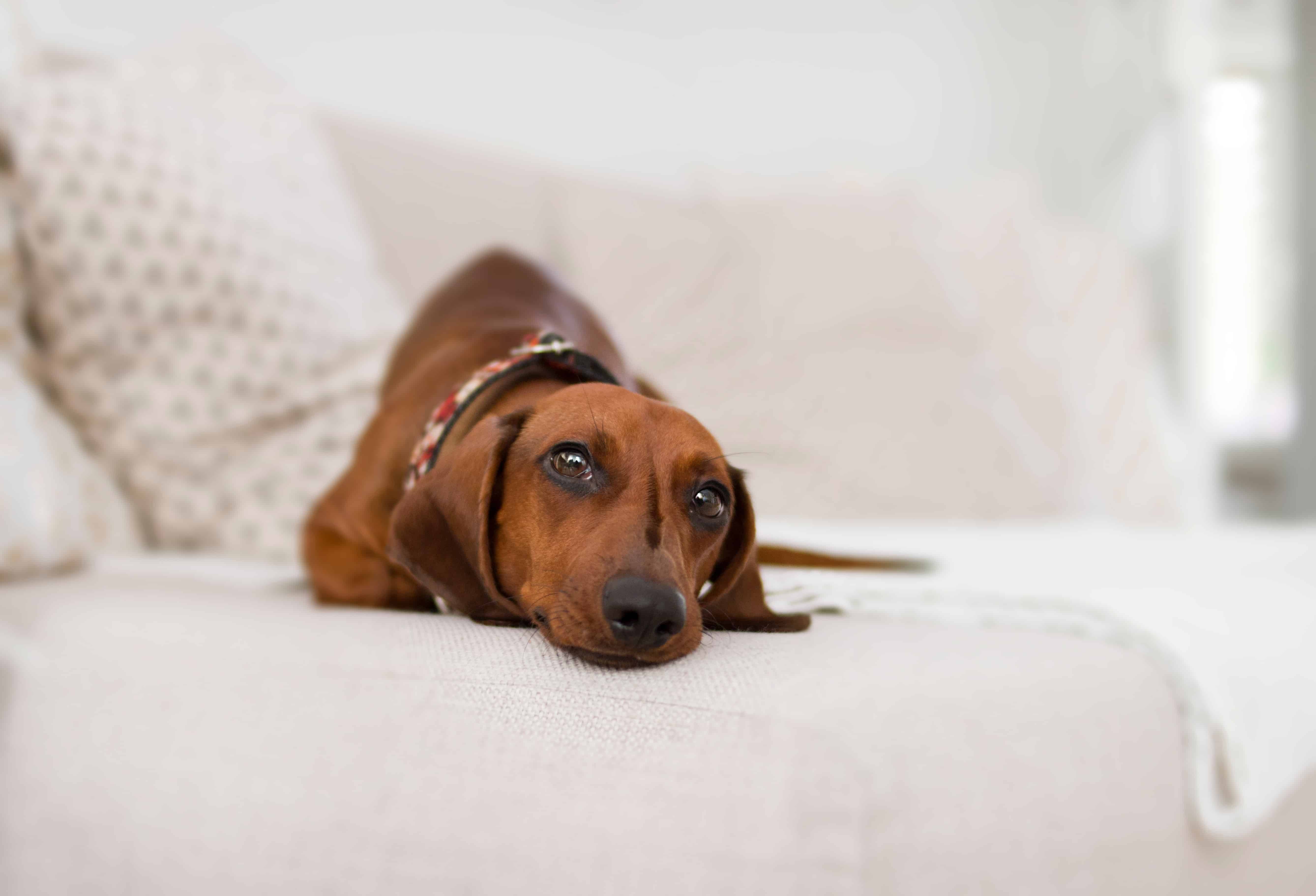 Les principales causes de vomissement chez le chien Eyops