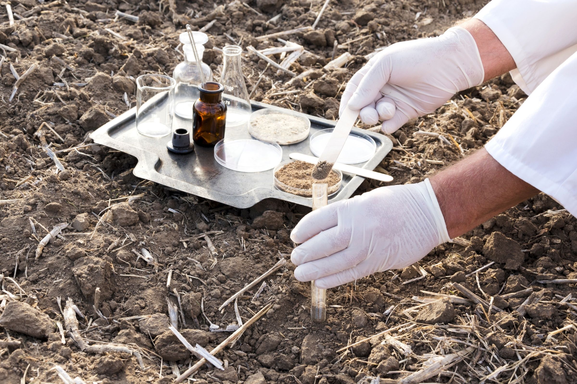 Does Dirt Have DNA Here’s What You Need to Know EZScreen