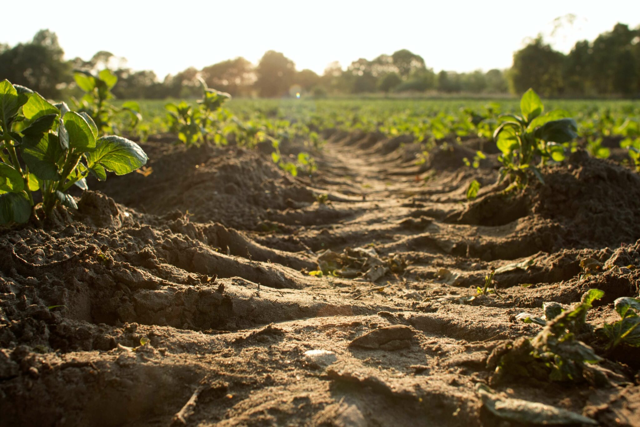 How To Improve Soil Quality Everything You Need To Know In 2022 EZ