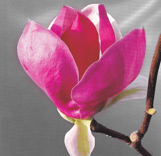 magnolia