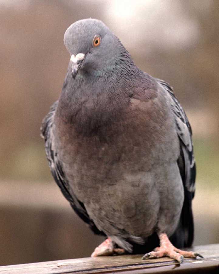 2 pigeons per family Face of Malawi