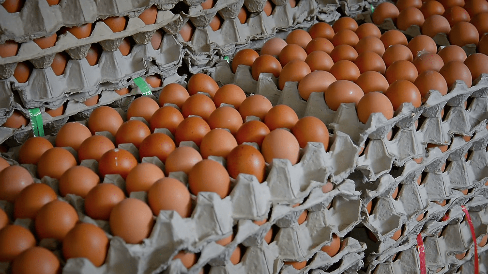 Kenya Eggs go missing at home of Deputy President Ruto Face Of Malawi