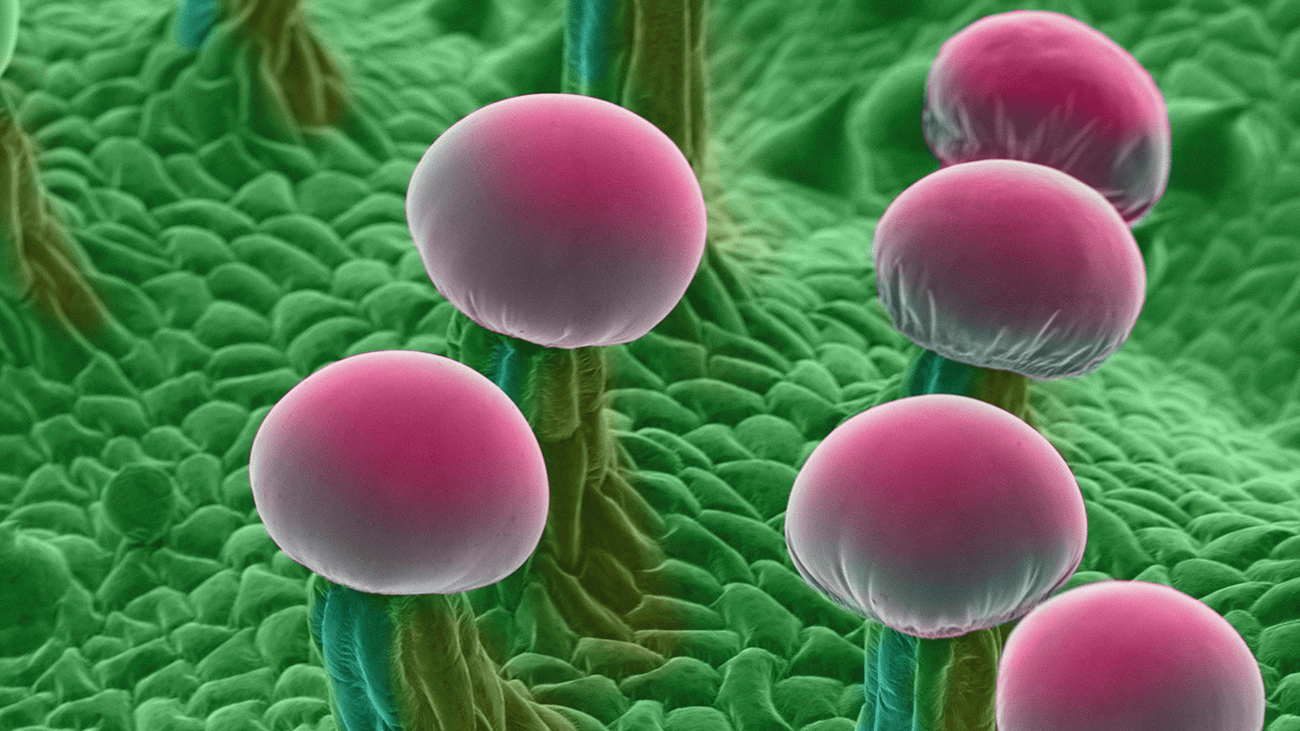 What Marijuana Looks Like Under the Microscope Face Of Malawi
