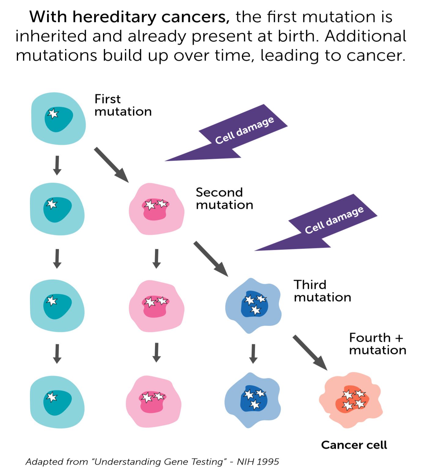 Inherited Mutations and Cancer