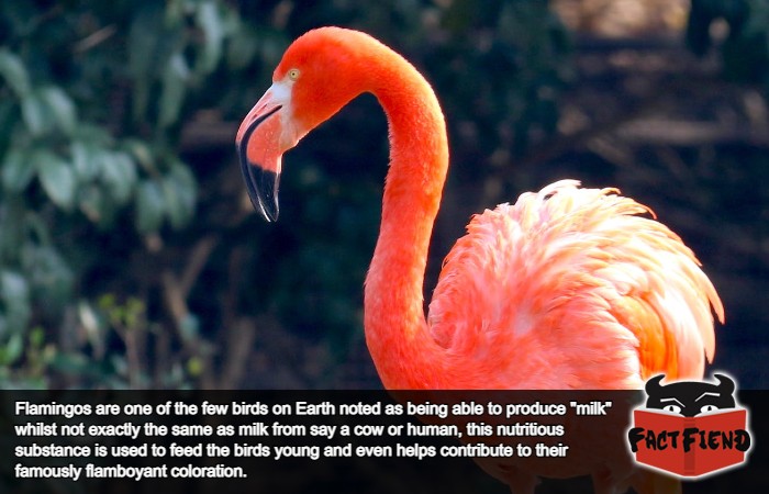 Flamingo chicks turn pink because they drink blood milk Fact Fiend