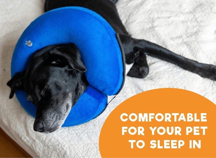The Best Dog Donut Collar to Help Support Fido’s Recovery