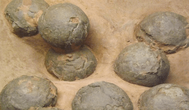 Dinosaur Egg Facts for Kids