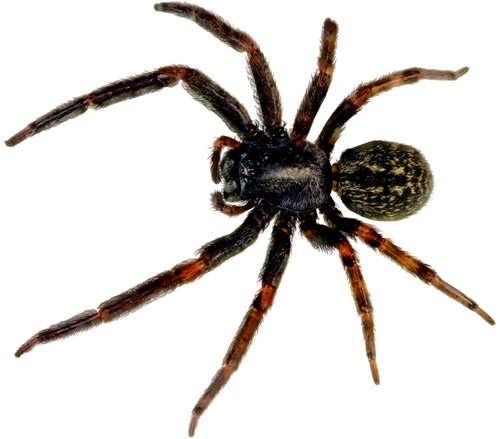 Spider Facts: 28 Facts about Spiders ←FACTSlides→