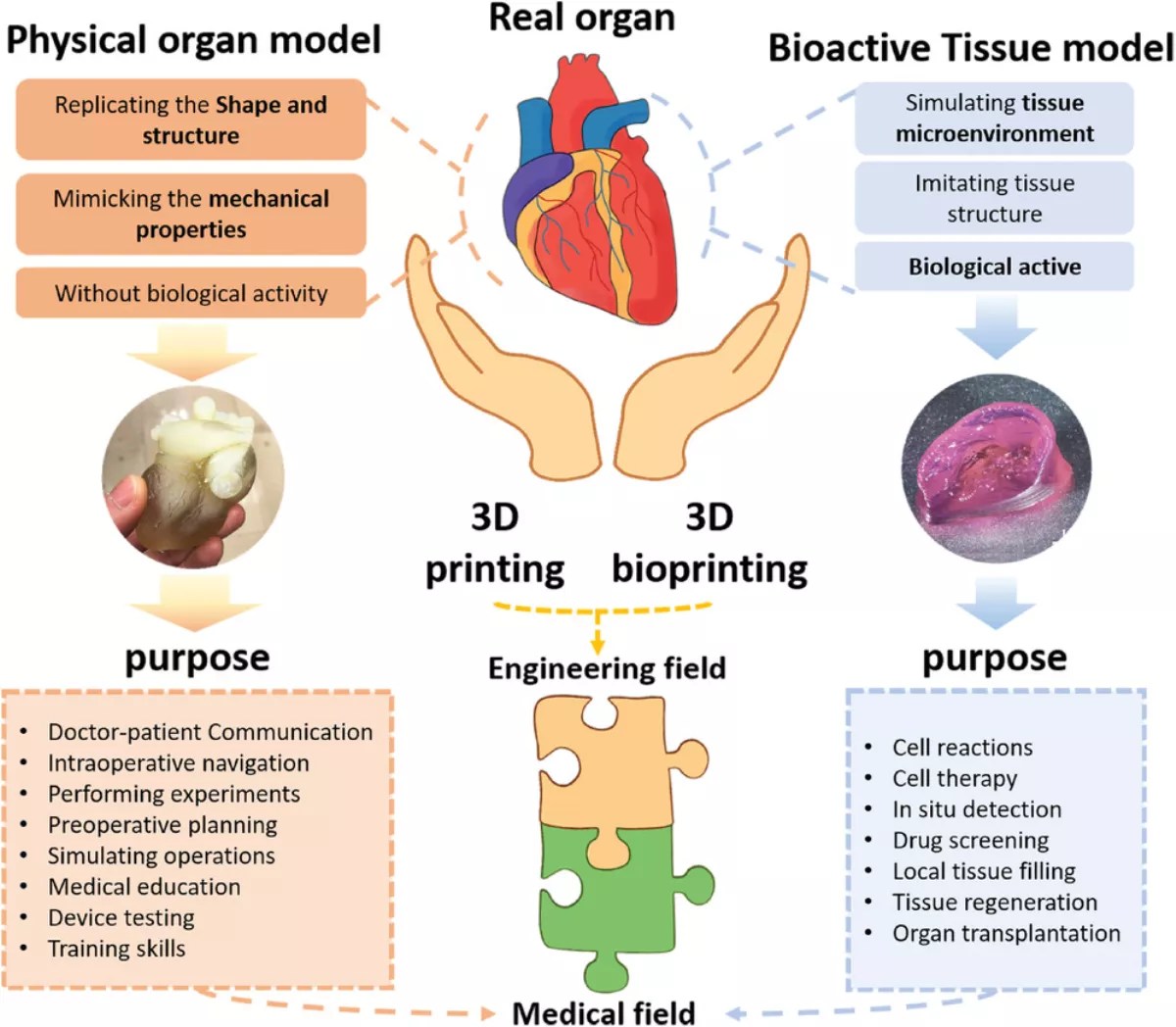 11 Facts About 3D bioprinting FactSnippet