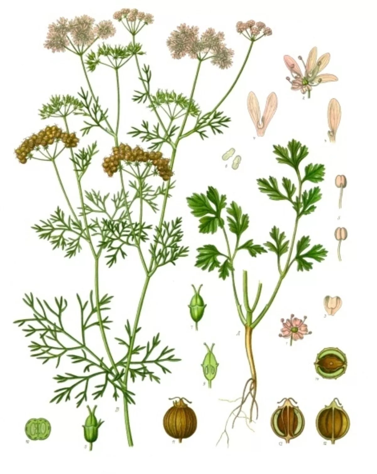 10 Facts About Coriander FactSnippet
