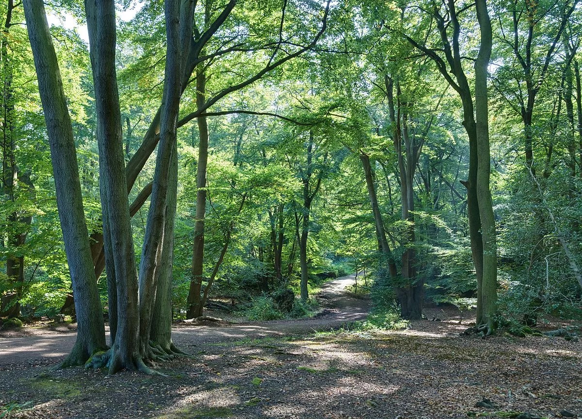 17 Facts About Epping Forest FactSnippet