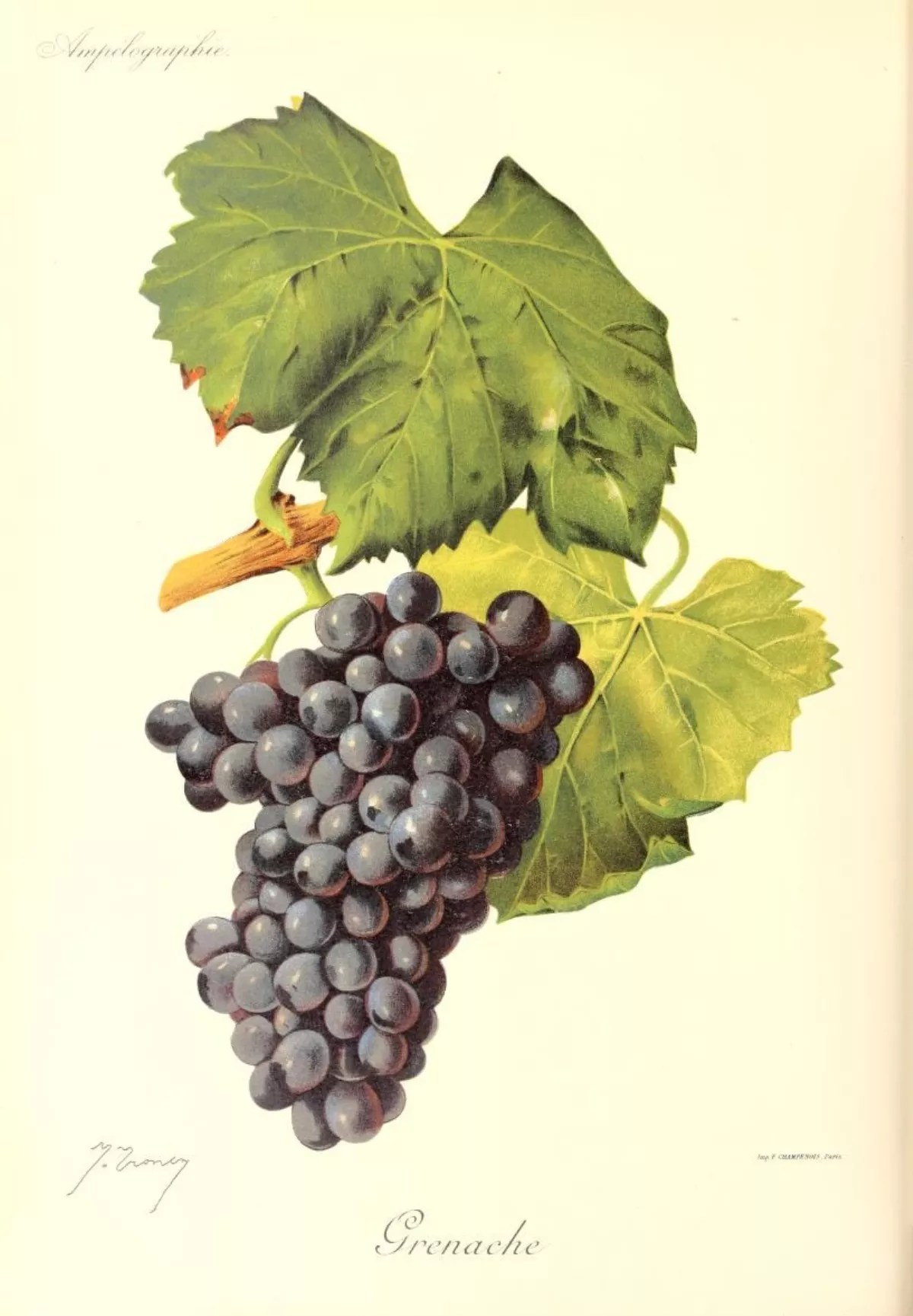 26 Facts About Grenache FactSnippet