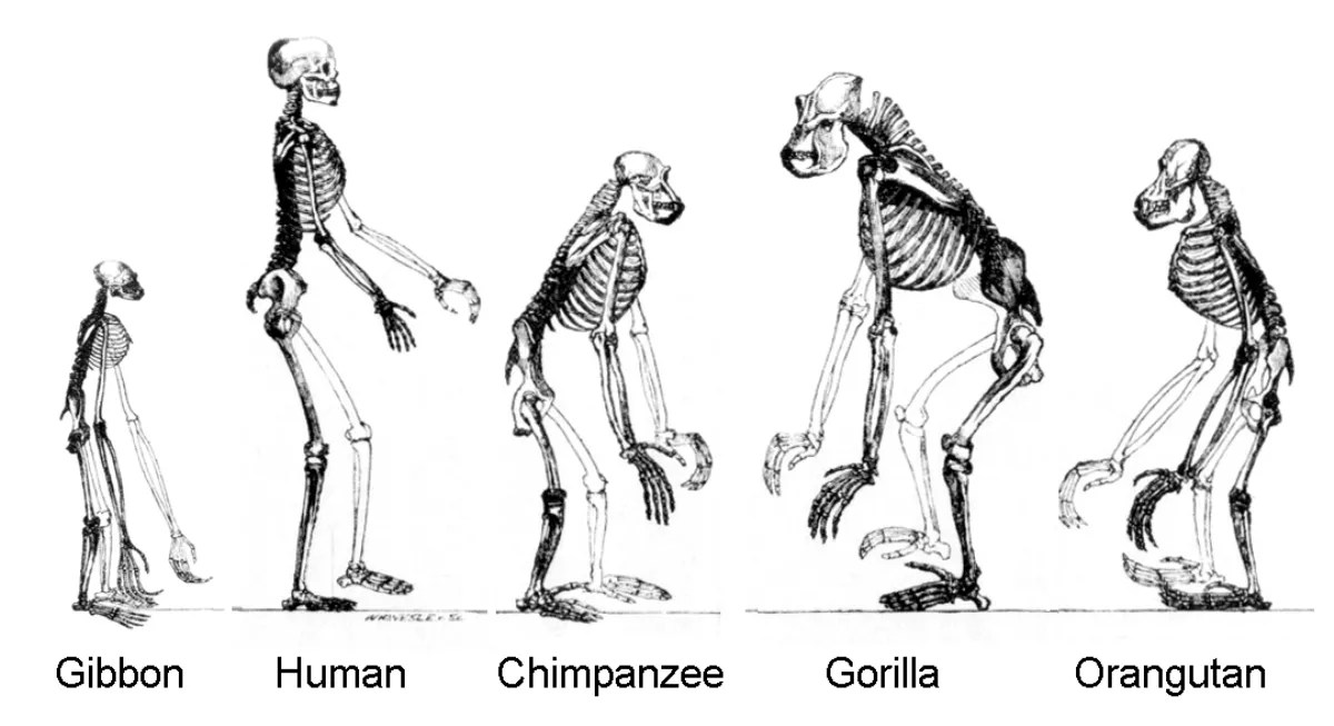 13 Facts About Human evolution FactSnippet