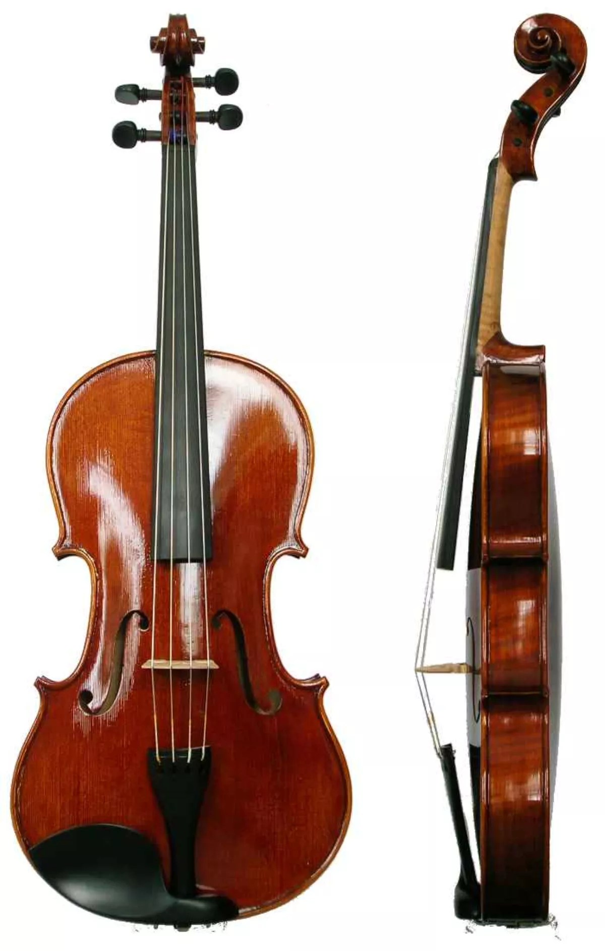 10 Facts About Viola FactSnippet