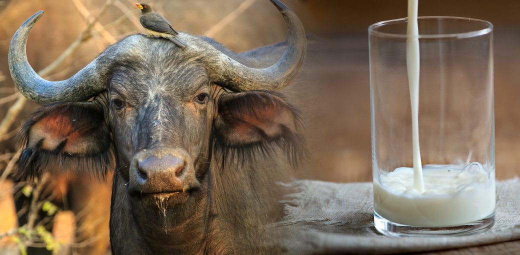 Buffalo milk Is it a safe alternative for cow’s milkallergic consumers?