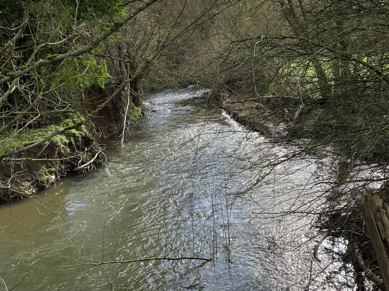 Wellow Brook, Wellow Frome and District Angling Association