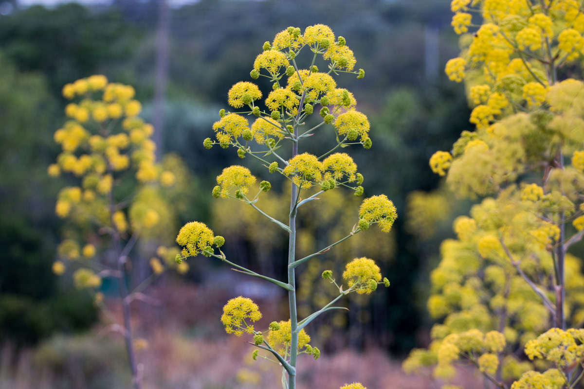Ferula communis, l'erbacea perenne del Cardoncello Coltivazione