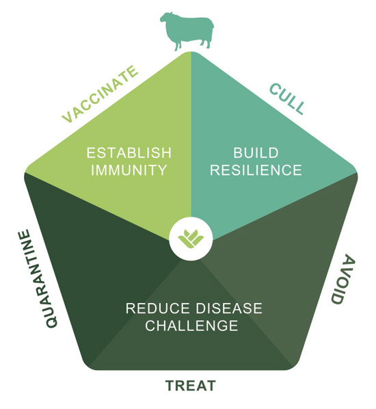 Sheep Lameness 5 Point Plan FAI FarmsFAI Farms