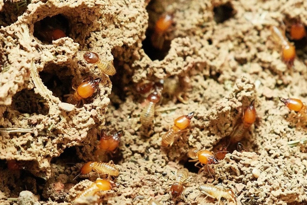 How To Treat Termite Infection Effectively? FairHomeProperty