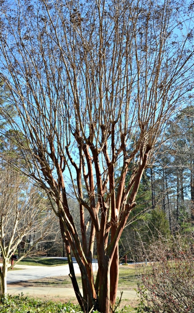 How To Trim.crepe Myrtle at Evelyn Testa blog