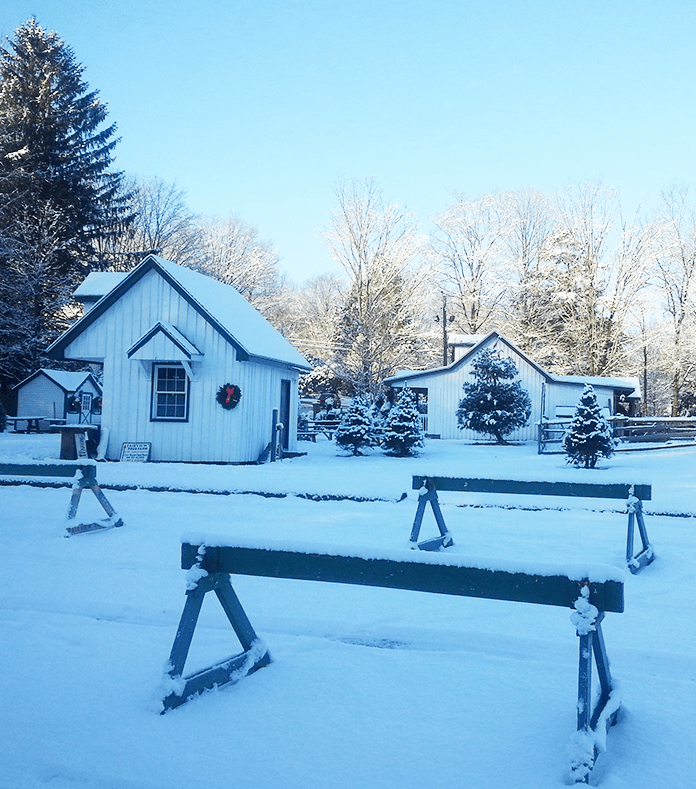 About Fairview Tree Farm