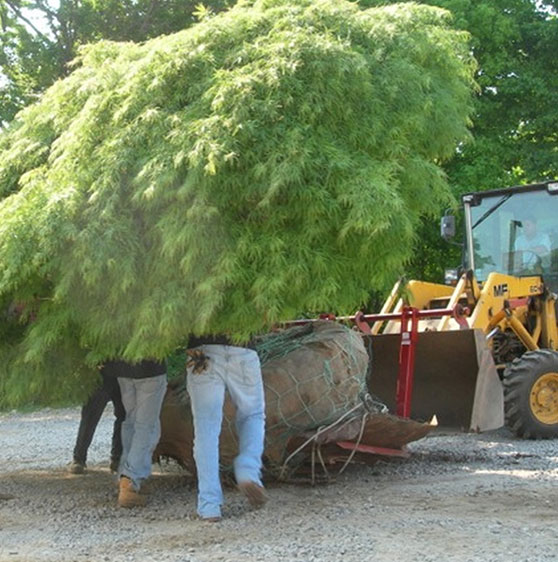 Products Fairview Tree Farm