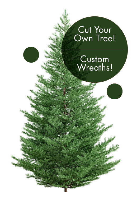 Christmas Home Fairview Tree Farm