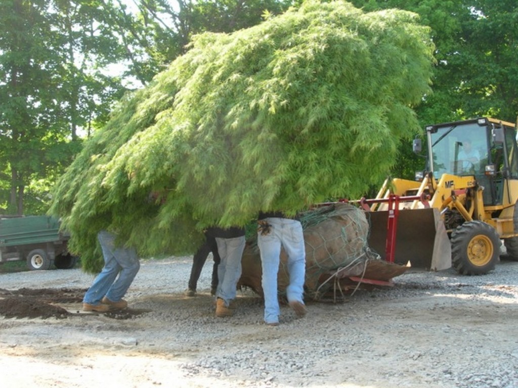About Fairview Tree Farm