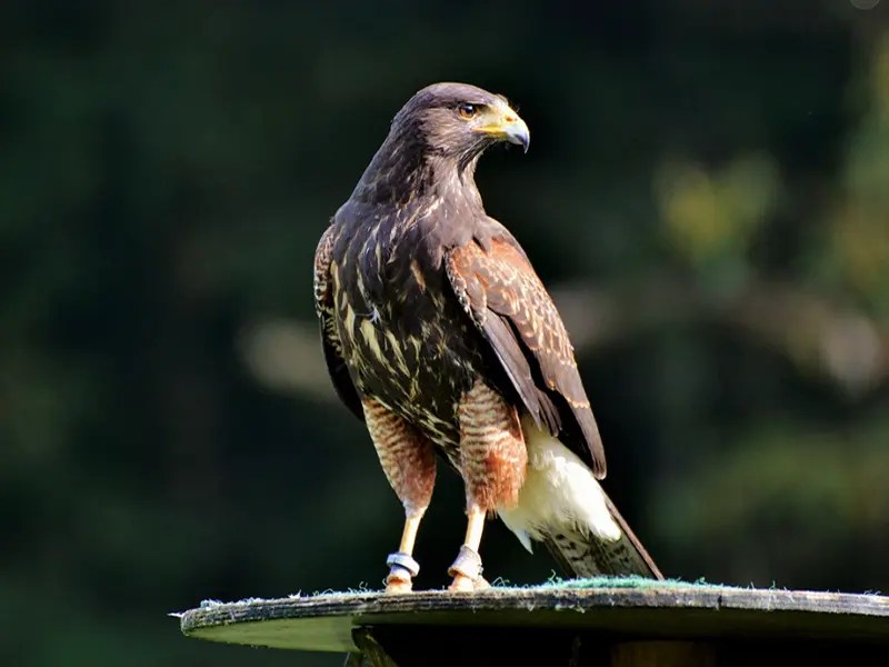 Falcon Symbolism 7 Spiritual Meanings Of Falcon Faith3