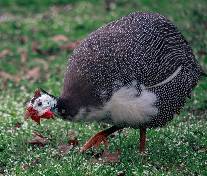 Guinea Fowl Spiritual Meaning And Symbolism Faith3