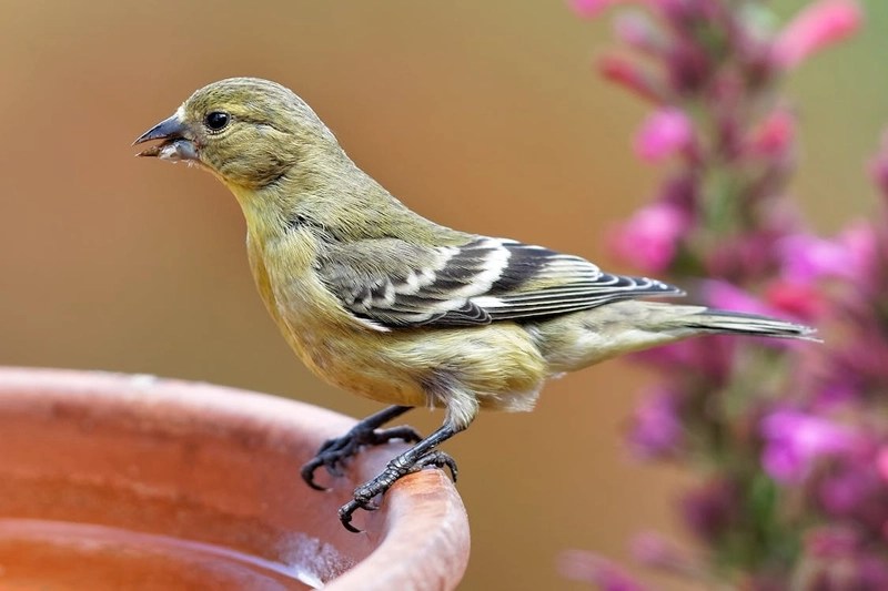 Goldfinch Symbolism & Meaning 7 Spiritual Messages Faith3