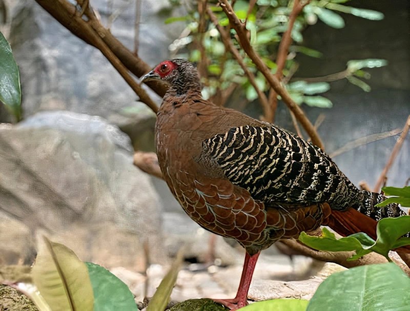 Pheasant Symbolism Spirit Animal And Totem Meaning Faith3