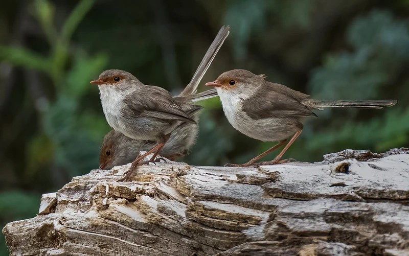 Wren Symbolism 6 Spiritual Meanings Of These Tiny Bird