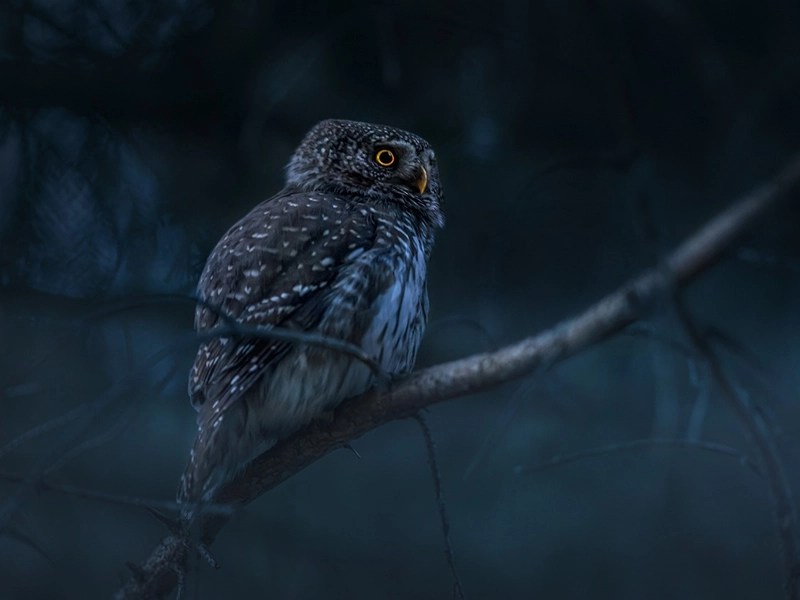 What Does Seeing An Owl Mean Spiritually? 5 Hidden Symbolisms Faith3