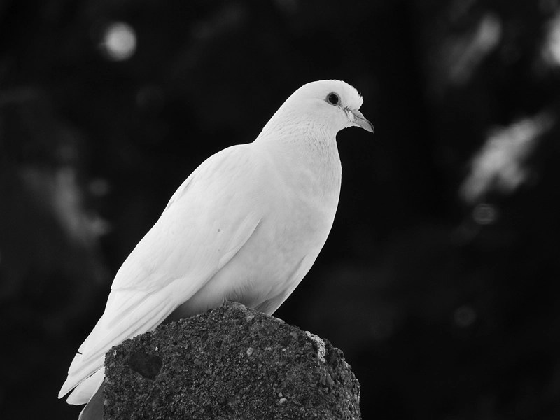 White Dove Symbolism Peace, Love, And Wisdom