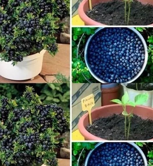 How to grow blueberries in a pot at home Fakake Home & Garden Creations