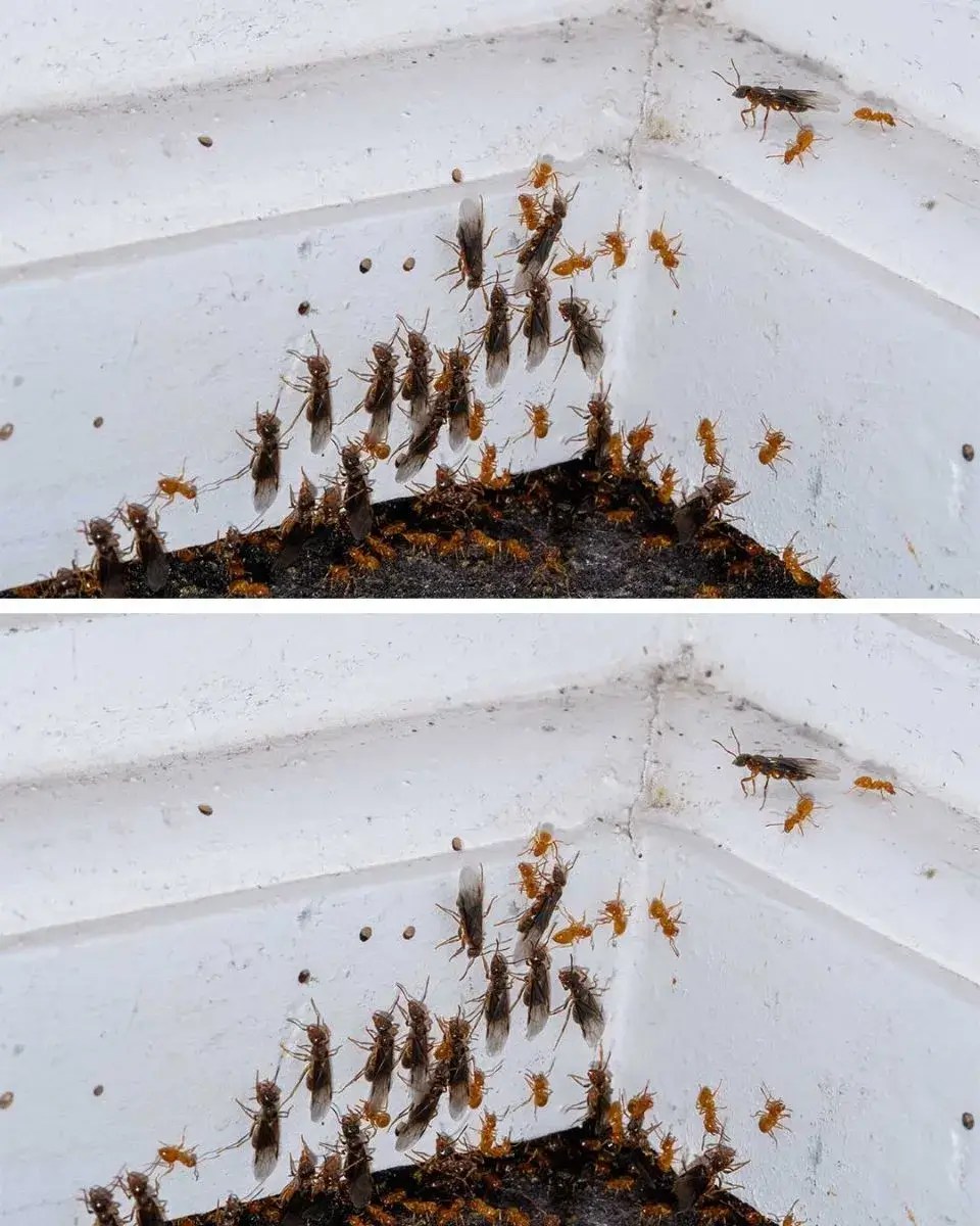 Found flying ants in my house. What should I do? How do I get rid of